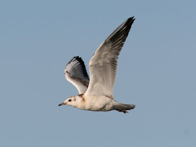 Skrattms - Black-headed Gull (Larus ridibundus)