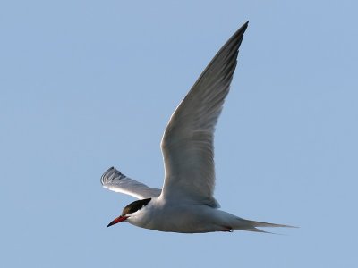 Fisktrna - Common Tern (Sterna hirundo)