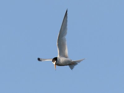 Smtrna - Little Tern (Sterna albifrons)