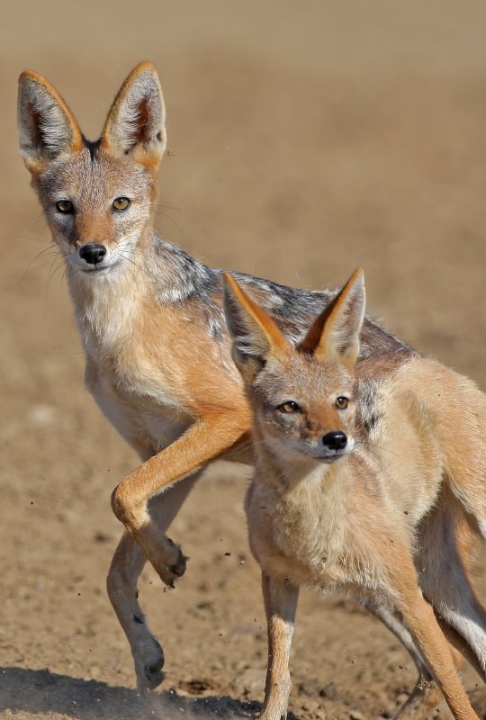 Grey-backed jackal, Kgalagadi