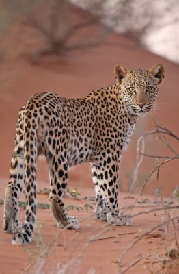 young Leopard, Kgalagadi