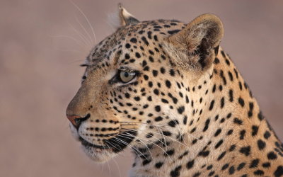 Leopard, Kgalagadi