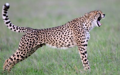 Cheetah, Nxai pan