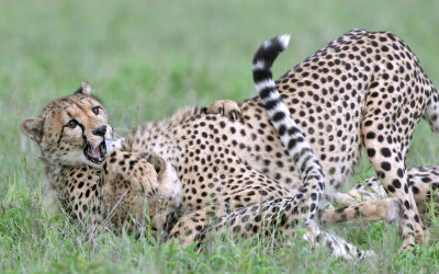 Cheetahs, Nxai pan