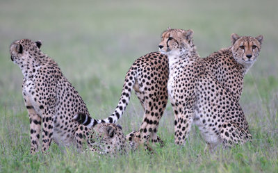 Cheetahs, Nxai pan
