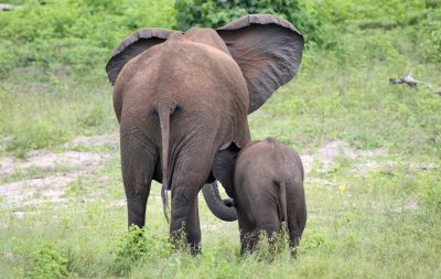 Elephants, Chobe