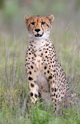 Cheetah, Nxai pan