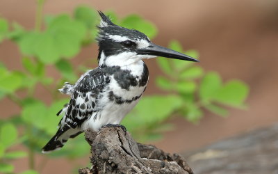 Pied kingfisher, Chobe