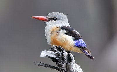 Grey-headed kingfisher, Chobe