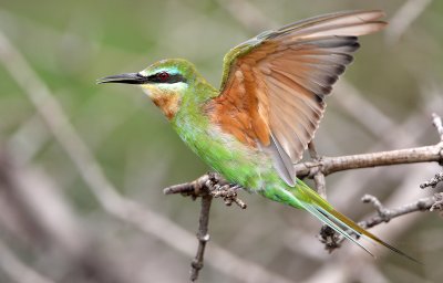 Blue-cheeked bee-eater, Chobe