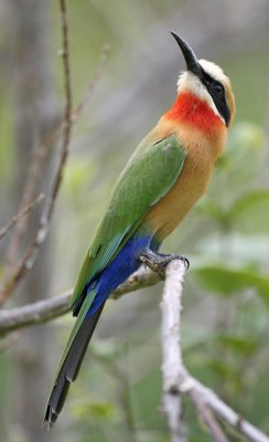 White-fronted bee-eater, Chobe