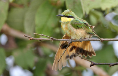Little bee-eater, Chobe