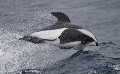 male Hourglass dolphin