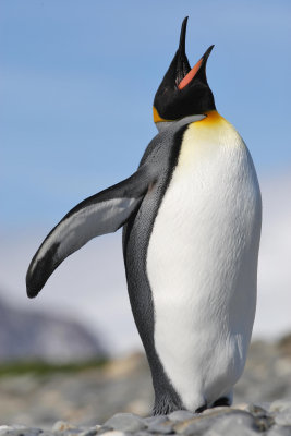 King penguin, South-Georgia