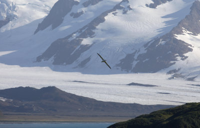 Wandering (Snowy) albatross