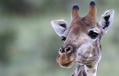 Giraffe, Pilanesberg, South-Africa