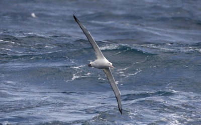 Southern royal albatross