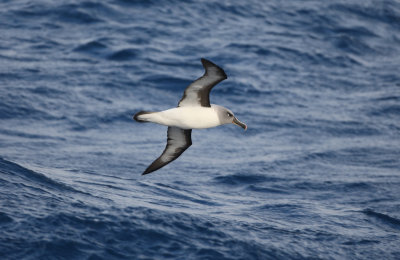 Grey-headed albatross