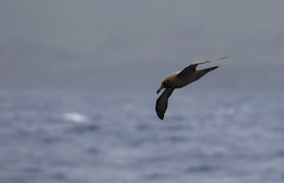 Sooty albatross