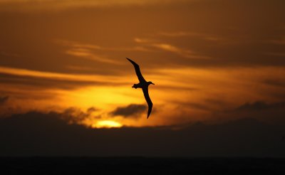 Wandering albatross