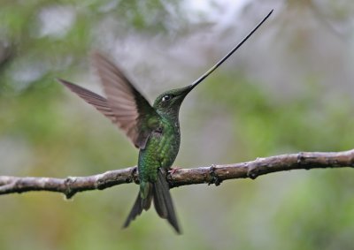 Sword-billed hummingbird, Ecuador