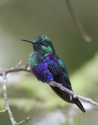 Green-crowned woodnymph