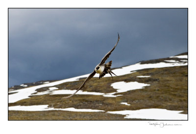 Fjällabb