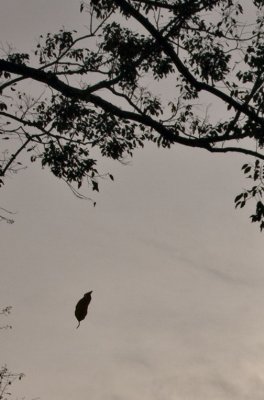 Falling Leaf Tra Vihn, Vietnam, January 2008