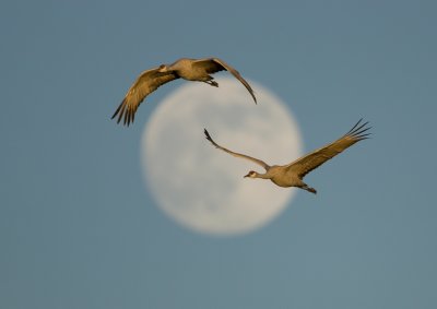 Moon Cranes