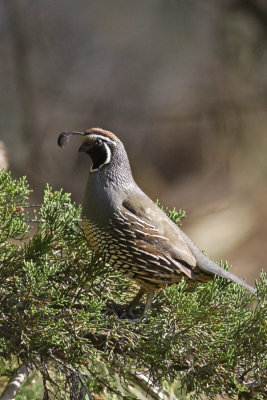 CA_Quail.jpg