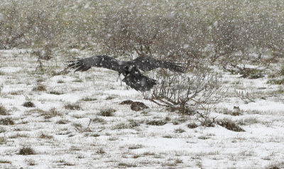 BirdinSnow.jpg