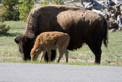 BuffaloMotherCalf.jpg