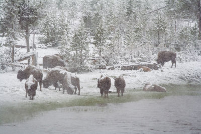 Snow Covered Buffalo along Madison