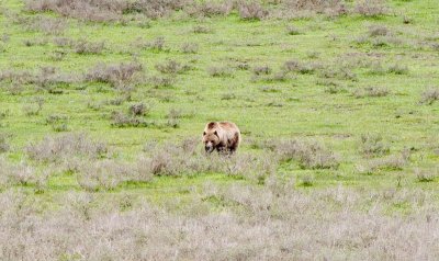 Bear in Northern end of Lamar Valley