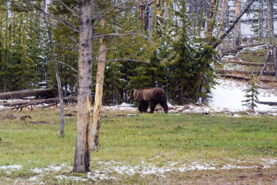 Bear west of Canyon Junction