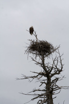 Eagle  by Madison afternoon