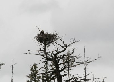 Eagle by Madison Morning