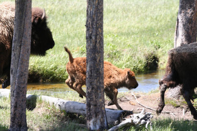 Baby Bison
