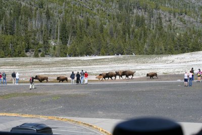 Bison at Old Faithful