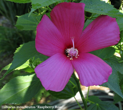 Hibiscus moscheutos 'Raspberry Rose'