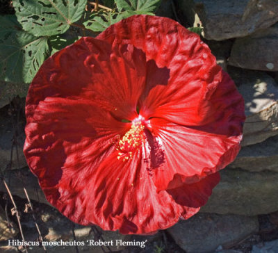 Hibiscus moscheutos 'Robert Fleming'