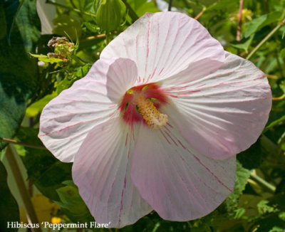 Hibiscus 'Peppermint Flare'