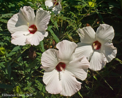 Hibiscus 'Daisy Bell'