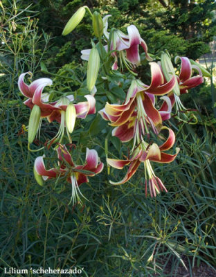 Lilium 'Scheherazado'