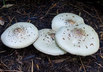 Group of mushrooms