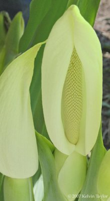 Colocasia gigantea flower