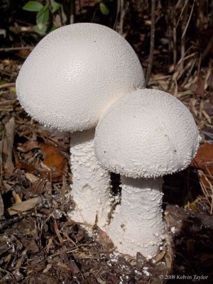 White Mushroom Pair