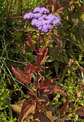 Conoclinium coelestinum