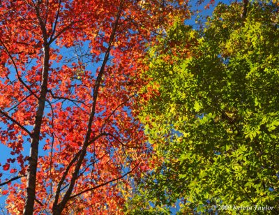 Fall Foliage