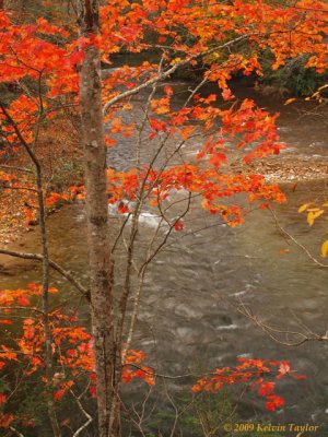 Fall foliage along hwy 276